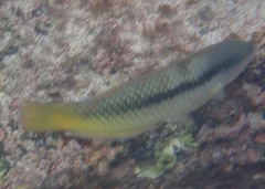 Halichoeres nicholsi
