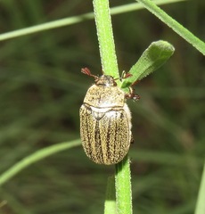 Phyllophaga lanceolata