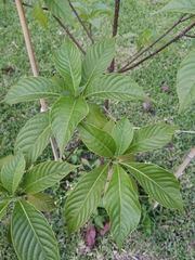 Pogonopus