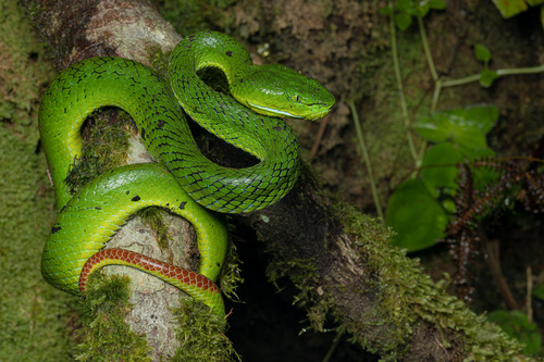 Photo of a Clouded Pit Viper (Trimeresurus nebularis)