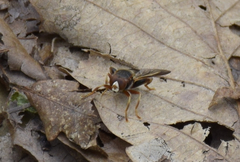 Teuchocnemis bacuntius