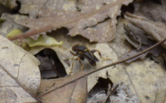 Teuchocnemis bacuntius