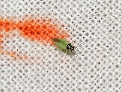 Cyrtorhinus lividipennis