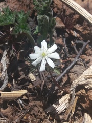 Anemonoides amurensis