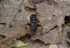 Teuchocnemis bacuntius