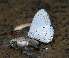 Celastrina lavendularis