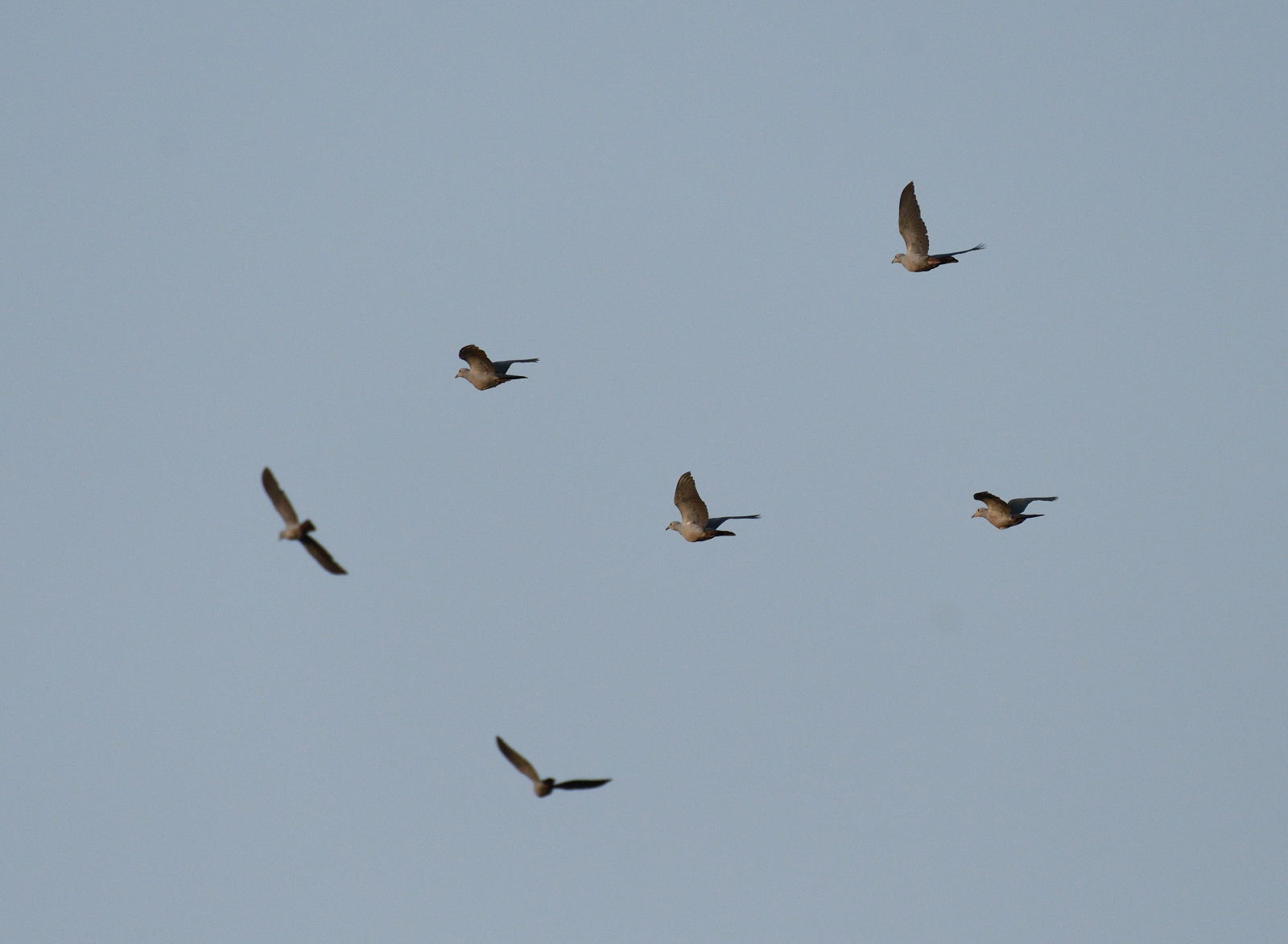 Green Imperial-Pigeon (Ducula aenea)