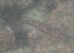 Gobioclinus dendriticus