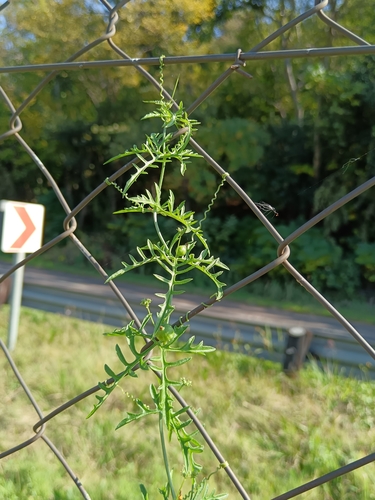 Image of Kedrostis africana by (c) Hildegard Klein, some rights reserved (CC BY)