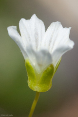 Mononeuria glabra