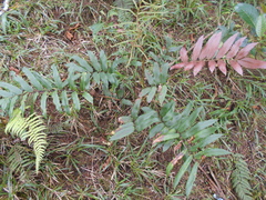 Blechnum cordatum