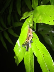 Xiphiola cyanoptera