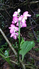 Calanthe humblotii image