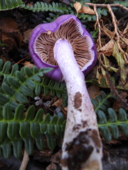 Cortinarius magellanicus