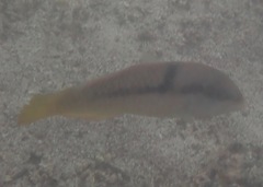 Halichoeres nicholsi