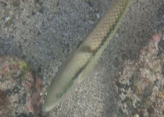 Halichoeres nicholsi