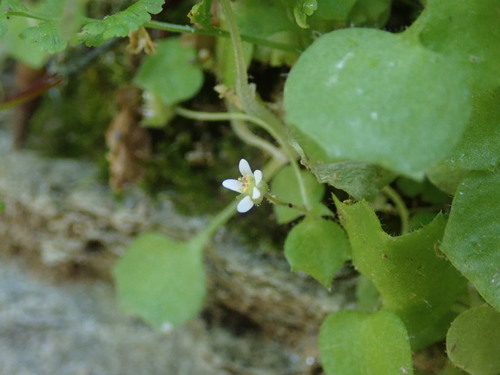 Image of Saxifraga hederacea by (c) Daniel Cahen, some rights reserved (CC BY)