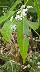 Helophilus latifrons