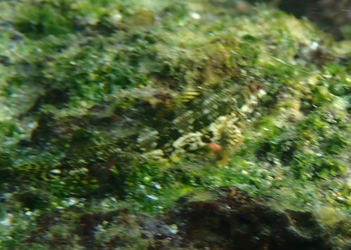 Malacoctenus zonogaster