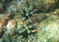 Eucidaris galapagensis