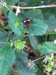 Dysdercus albofasciatus