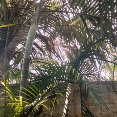 Dypsis lutescens