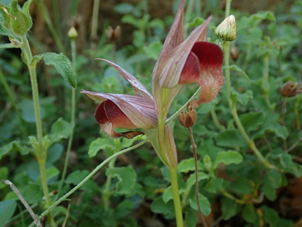 Serapias orientalis