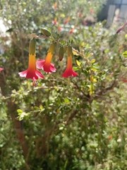 Cantua bicolor