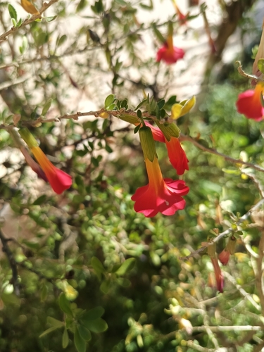 Cantua bicolor, photograph 1