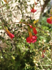 Gaby Titichoca Soliz, CC BY, iNaturalist via GBIF Cantua bicolor, photograph Gaby Titichoca Soliz, CC BY, iNaturalist via GBIF