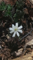 Anemonoides amurensis