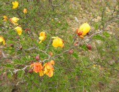 Chamaecrista greggii