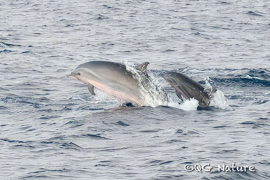 Two Fraser's dolphins leaping side by side