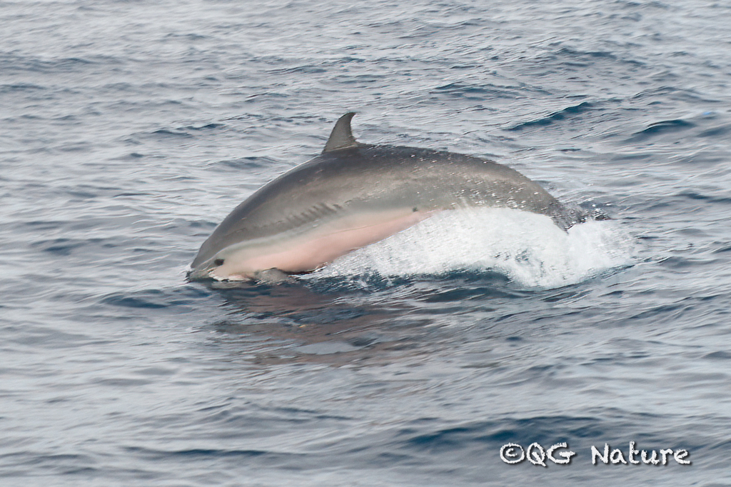 Fraser's dolphin porpoising out of the water