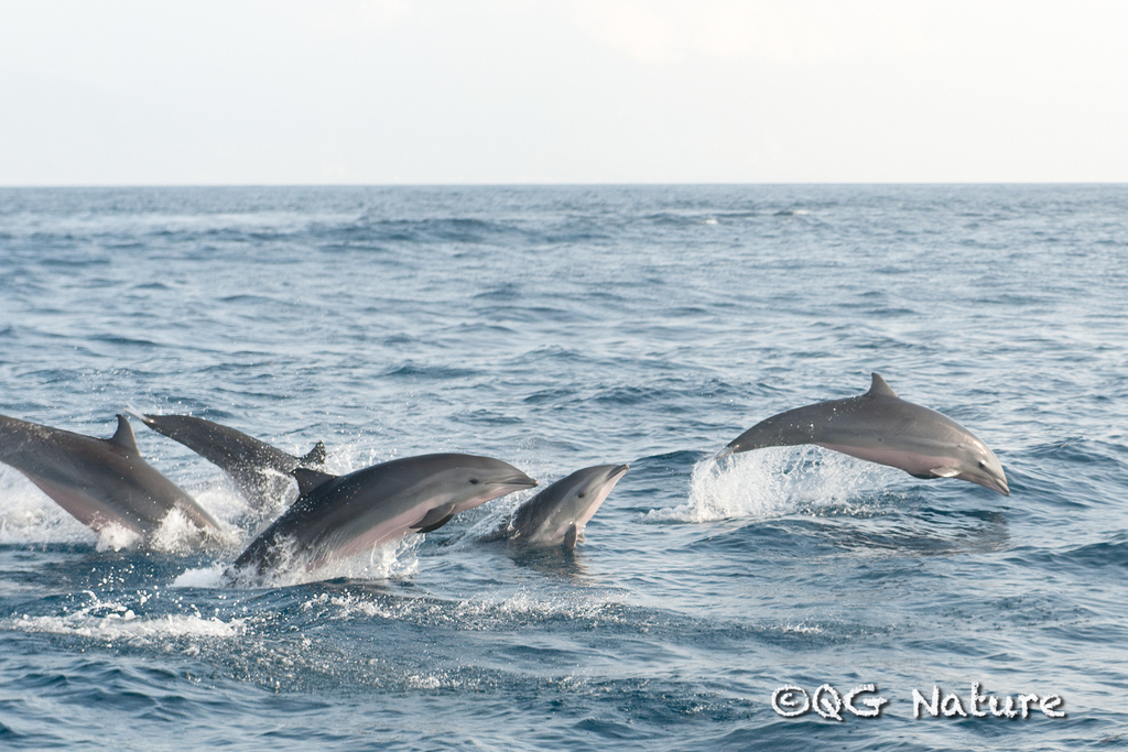 Group of Fraser's dolphins leaping through waves