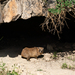 Procavia capensis syriaca - Photo (c) Jérémy Calvo, algunos derechos reservados (CC BY-NC), subido por Jérémy Calvo