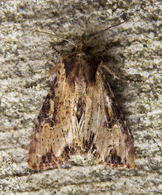 Airy Apamea Moth