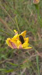 Acmaeodera ornatoides