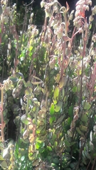 Kalanchoe fedtschenkoi