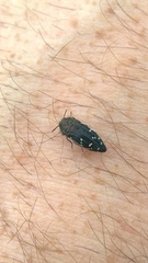 Acmaeodera ornatoides