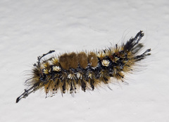 Dasychira grisefacta