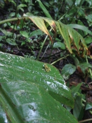 Pristimantis acuminatus
