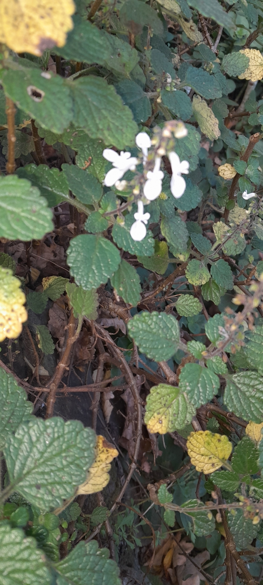Imagem de Hortelã Variegata