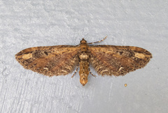 Eupithecia subapicata