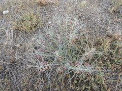 Asclepias brachystephana