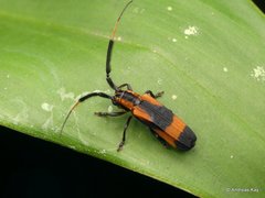 Cuicirama spectabilis