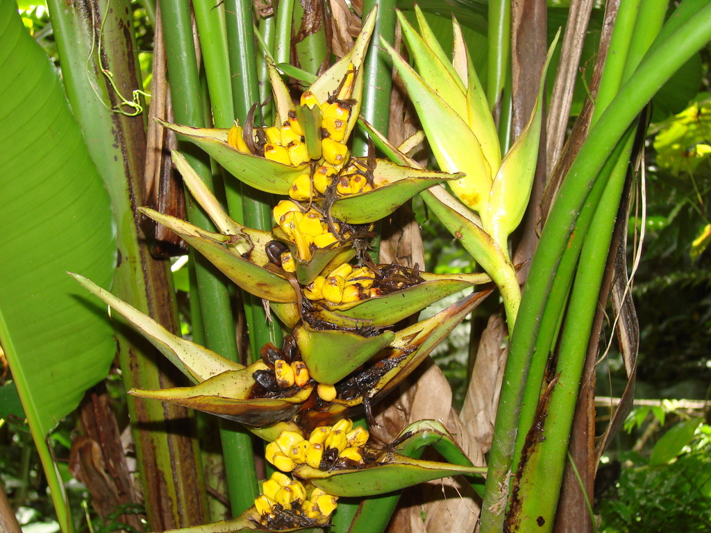Heliconia laufao