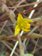 Dudleya variegata