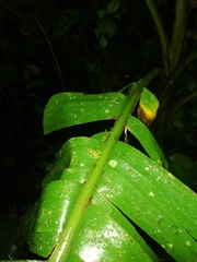 Pristimantis acuminatus