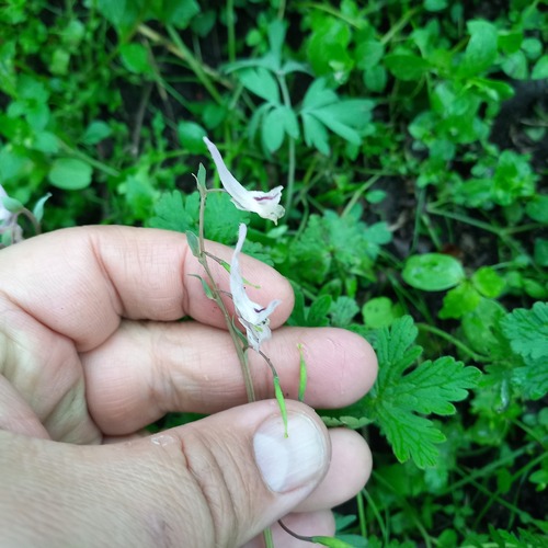 Corydalis glaucescens, photograph 4